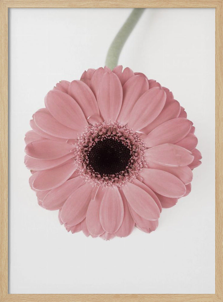 Pink Gerbera II | Poster