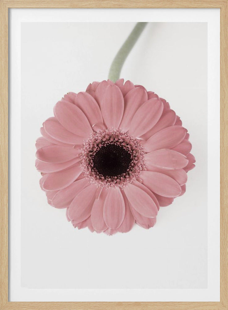 Pink Gerbera II | Poster