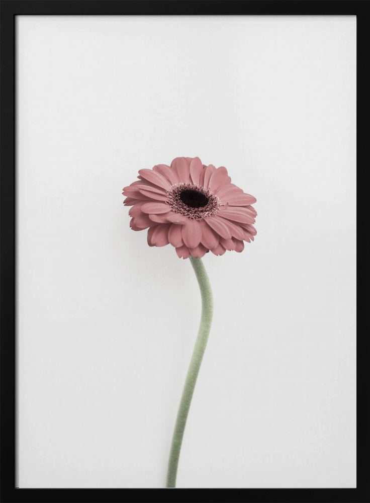 Pink Gerbera | Poster