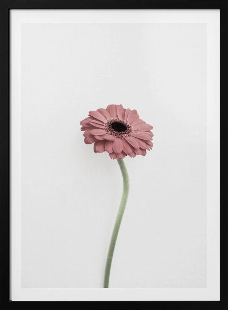 Pink Gerbera | Poster