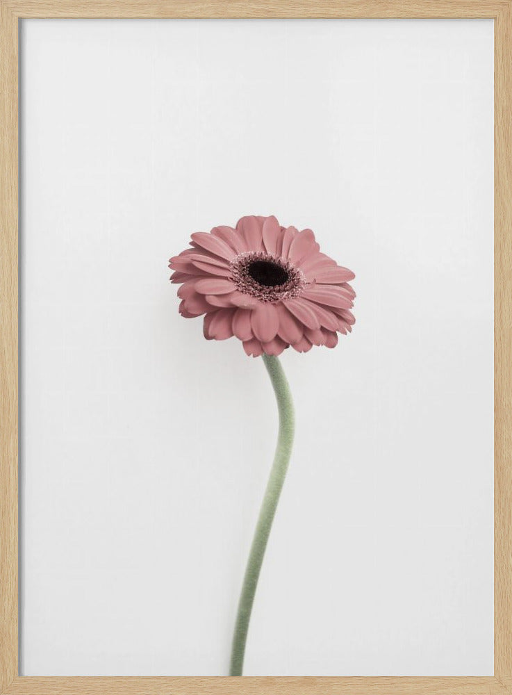 Pink Gerbera | Poster