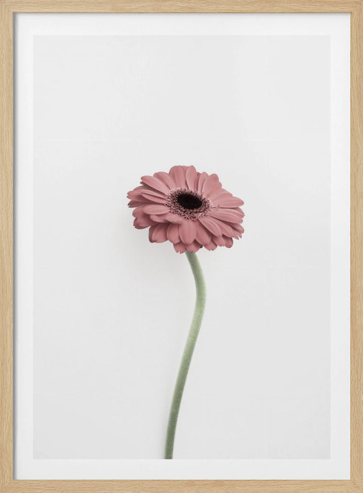 Pink Gerbera | Poster