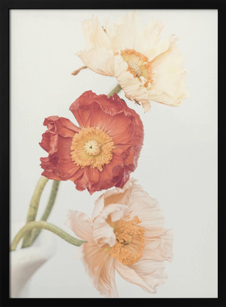 Poppies | Poster