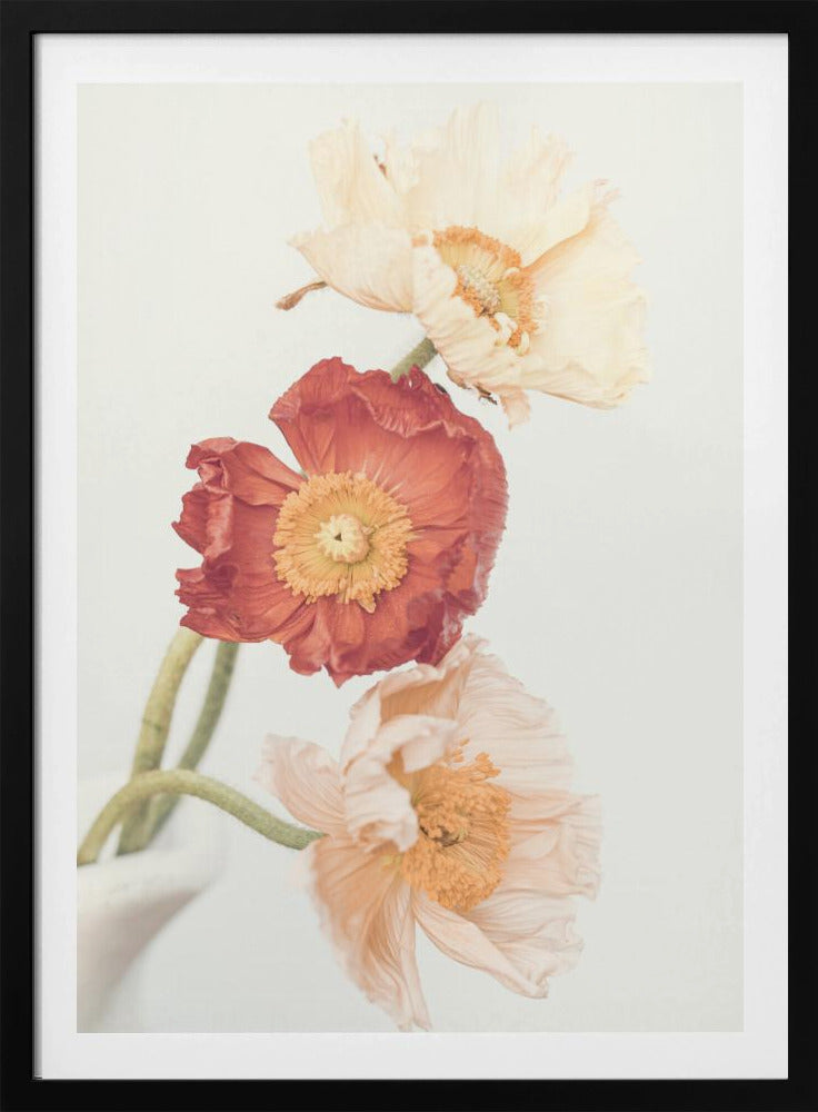 Poppies | Poster