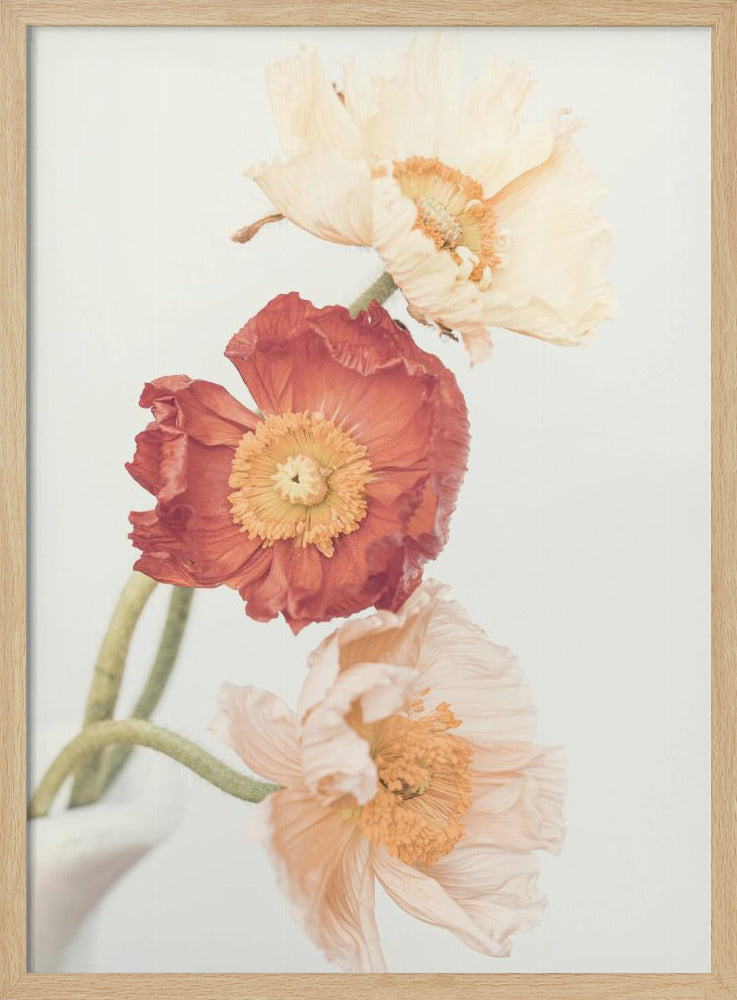 Poppies | Poster