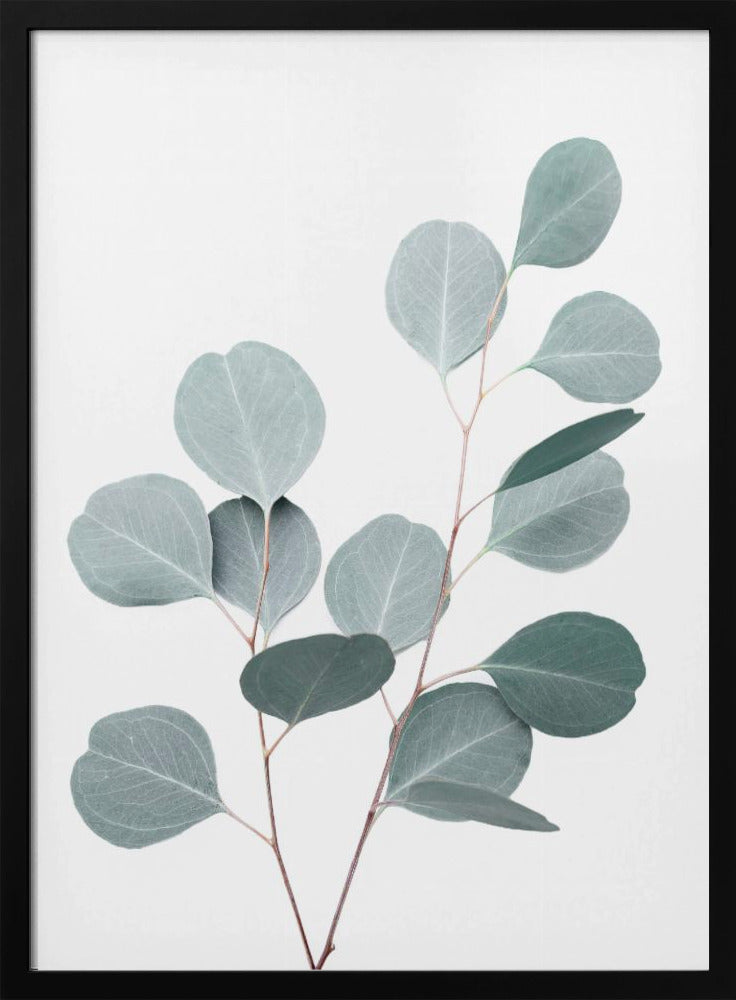 Silverdollar | Poster