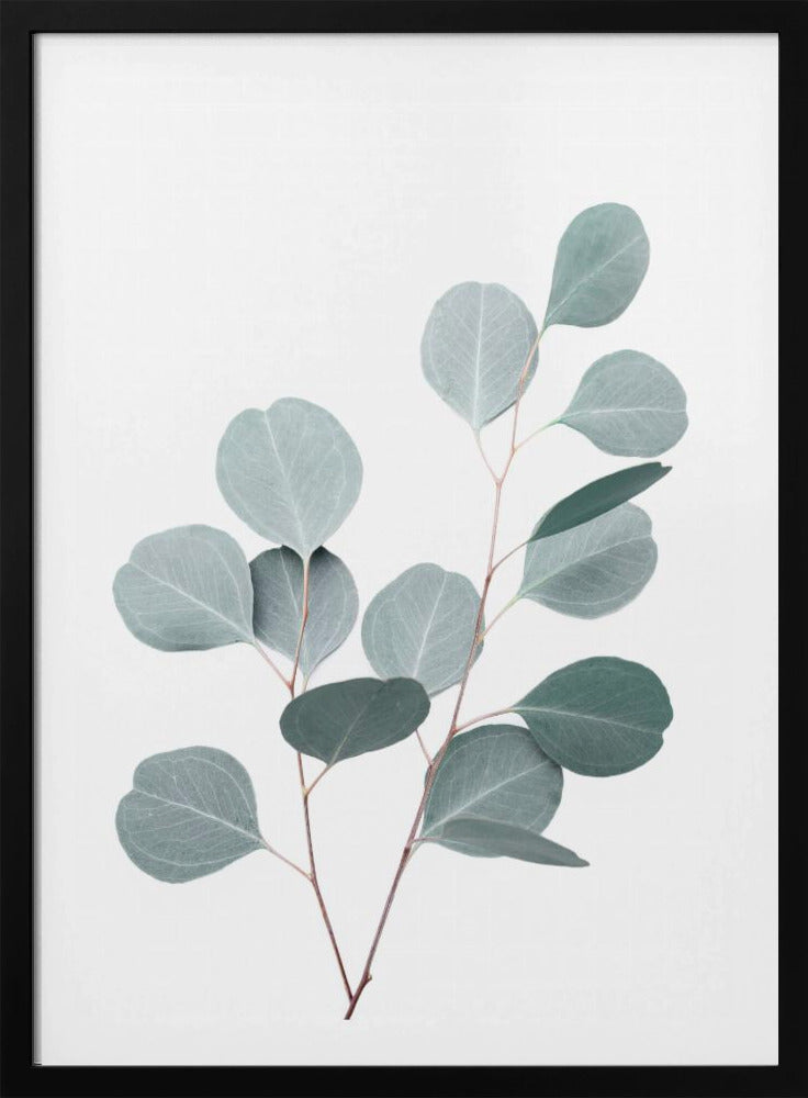 Silverdollar | Poster