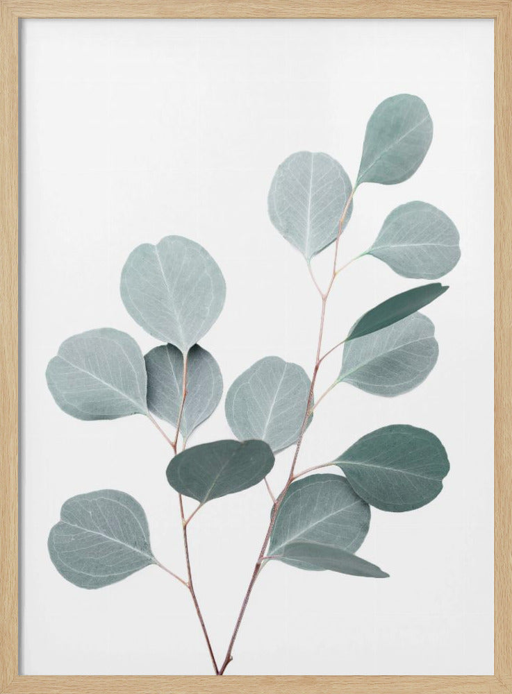 Silverdollar | Poster