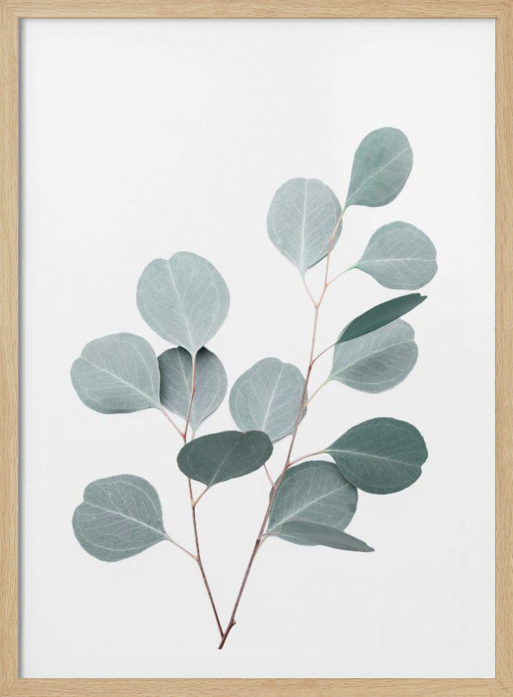 Silverdollar | Poster