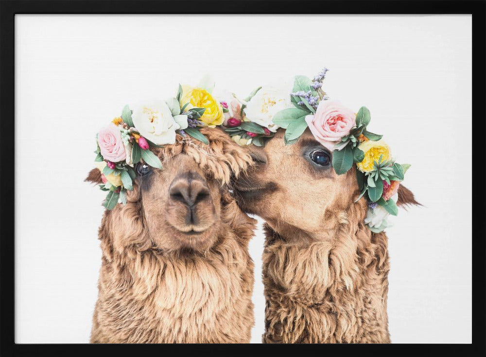 Boho Alpacas | Poster