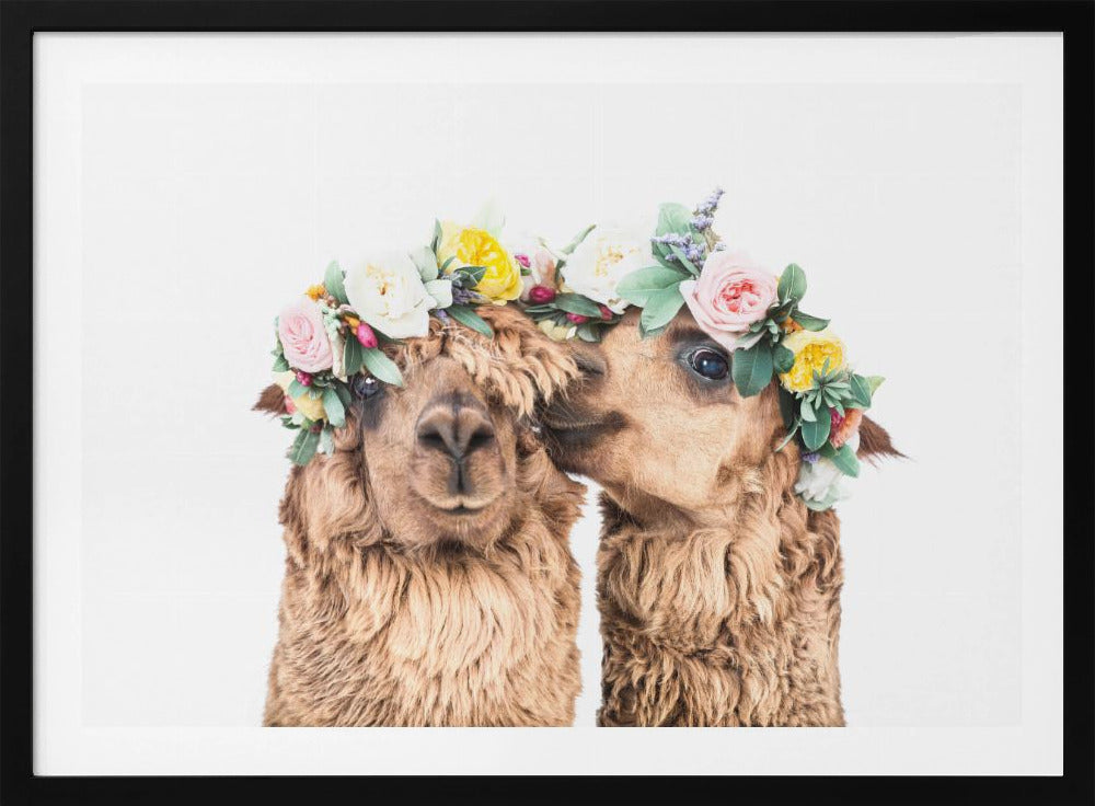 Boho Alpacas | Poster