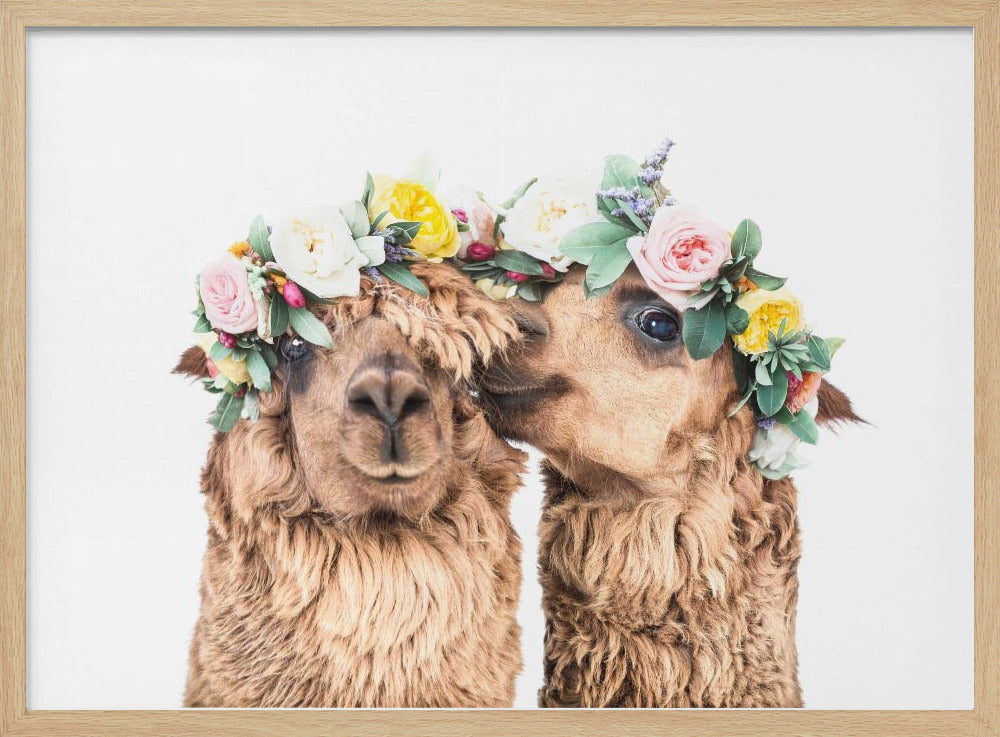 Boho Alpacas | Poster