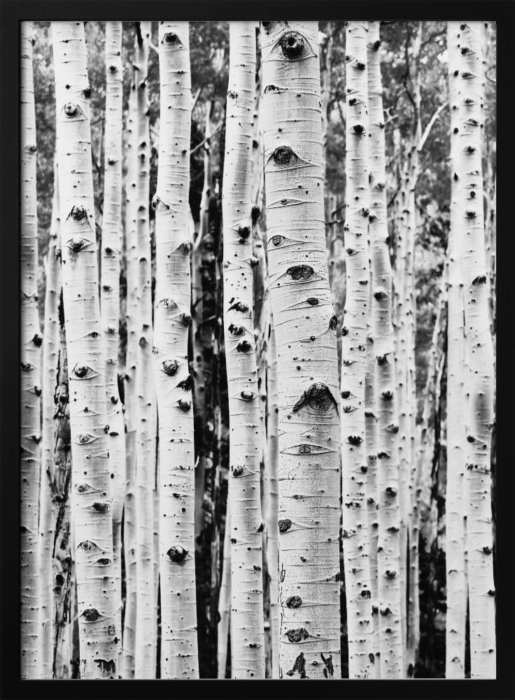 Birches | Poster