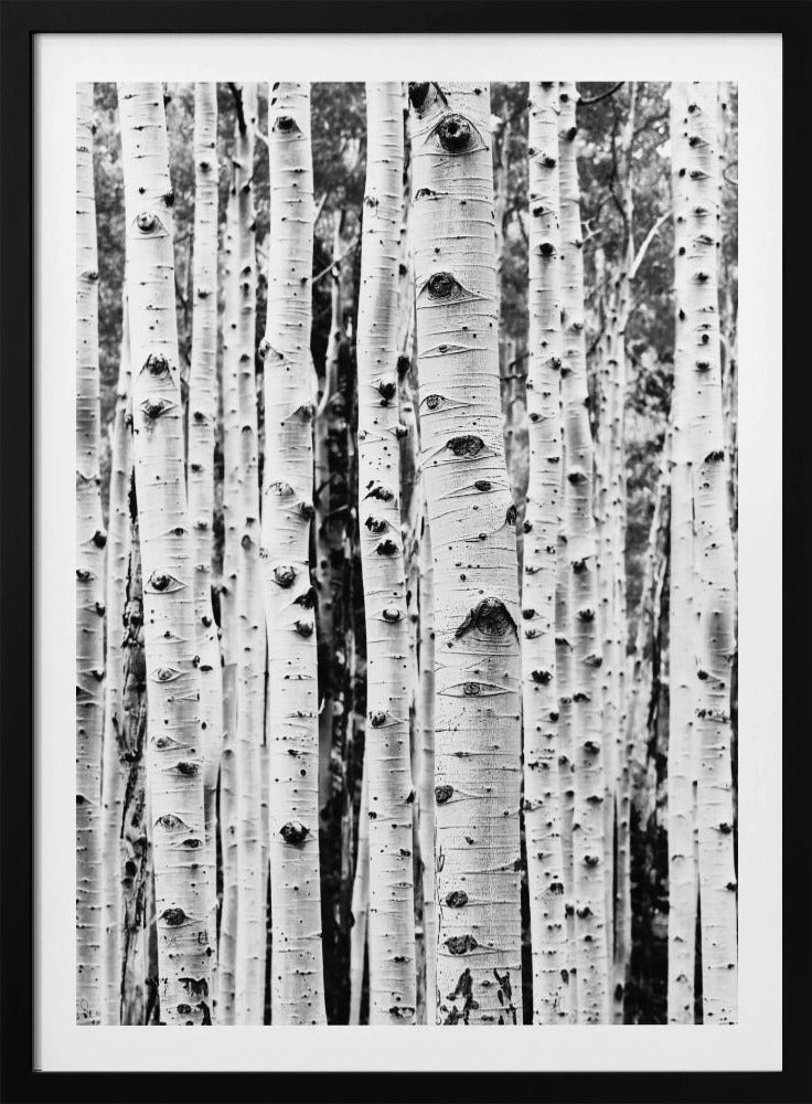 Birches | Poster