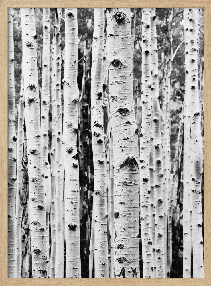 Birches | Poster