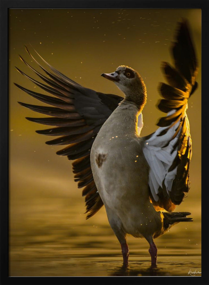 Open  Heart | Poster