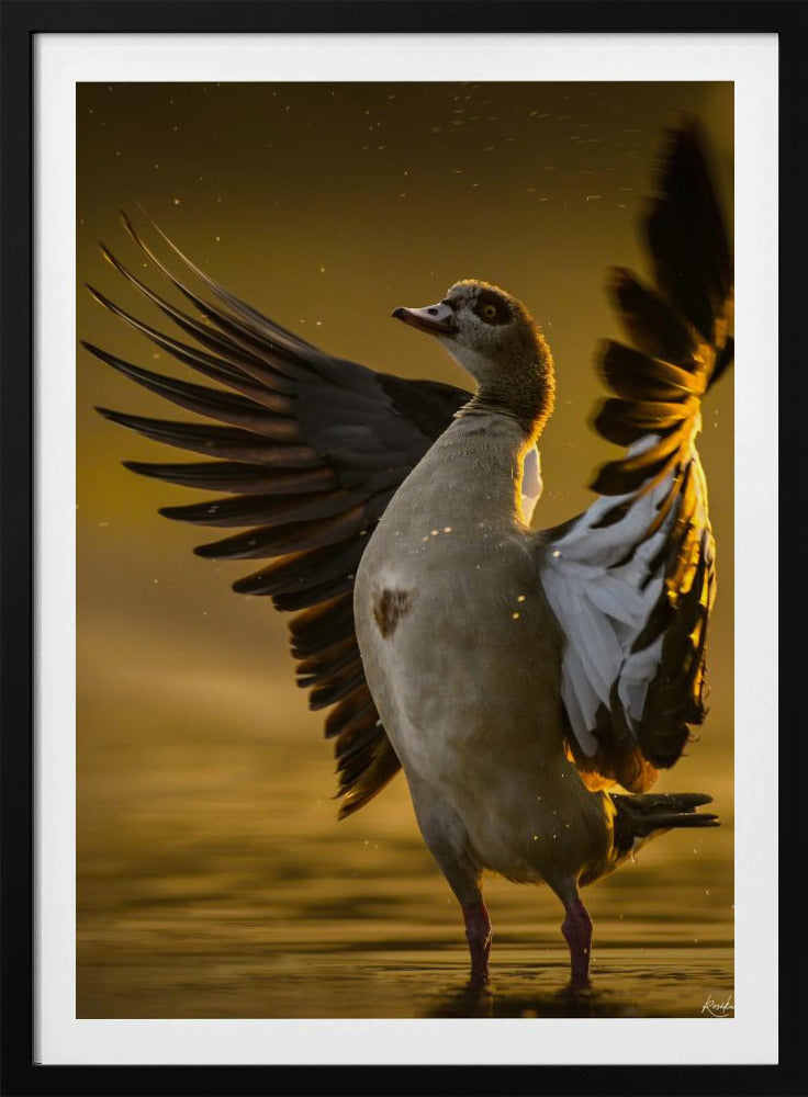 Open  Heart | Poster