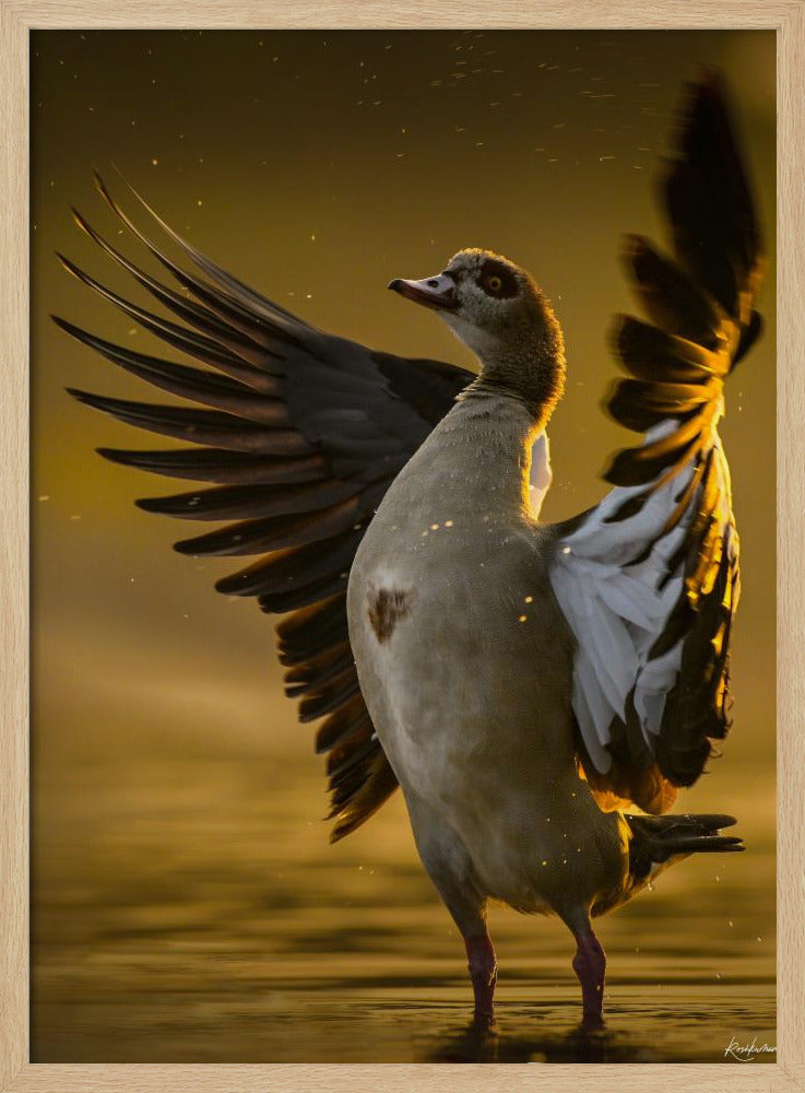 Open  Heart | Poster