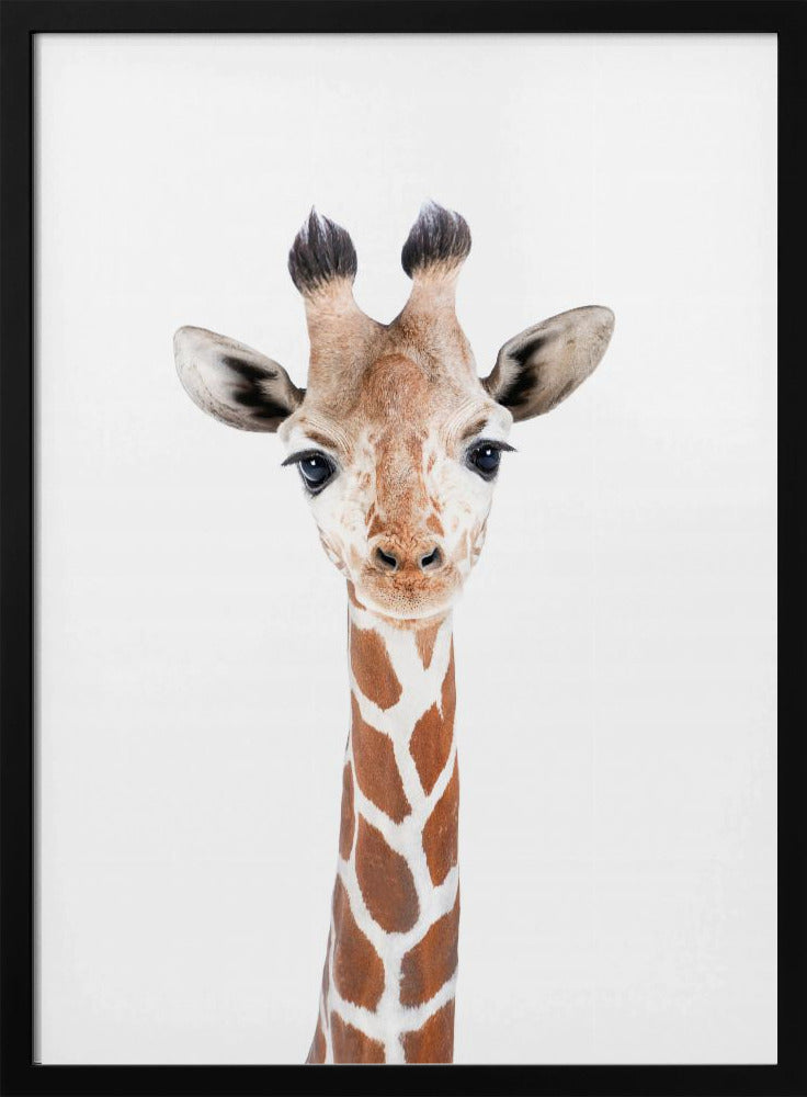 Baby Giraffe | Poster
