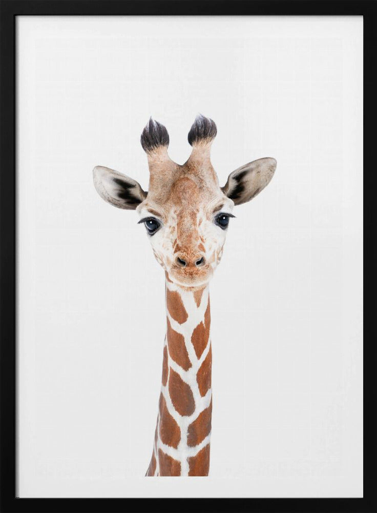 Baby Giraffe | Poster