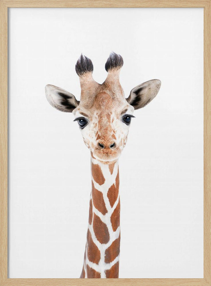 Baby Giraffe | Poster