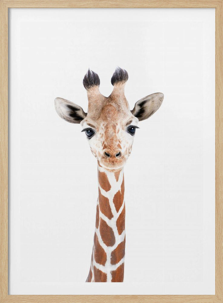 Baby Giraffe | Poster