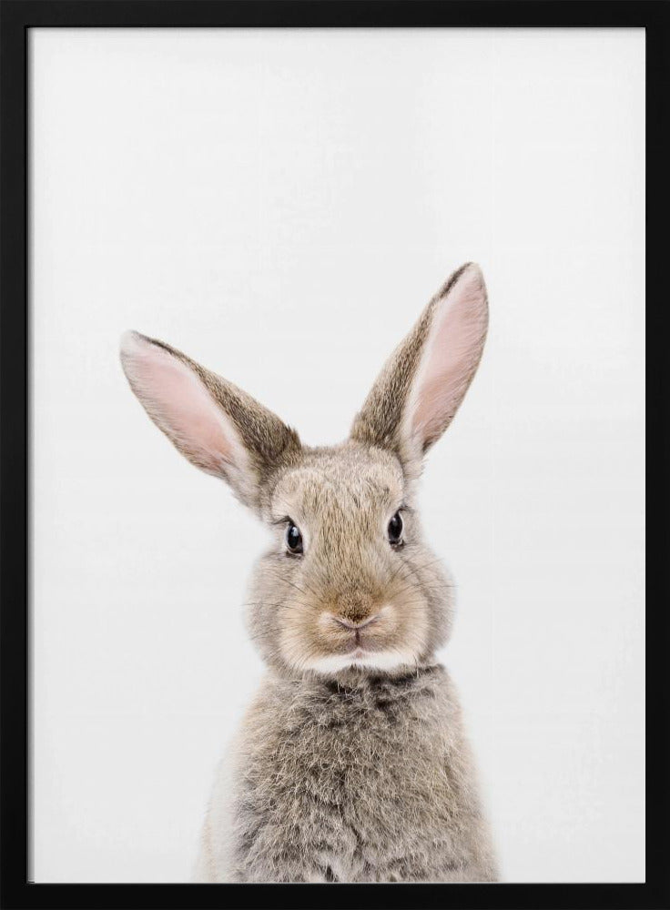 Baby Rabbit | Poster
