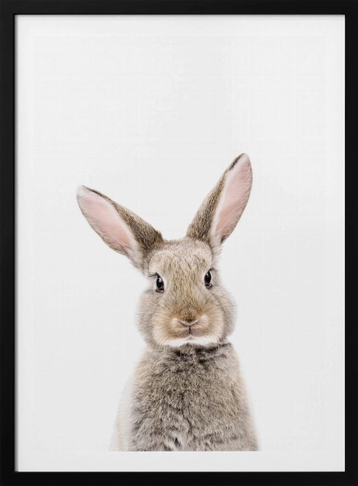 Baby Rabbit | Poster