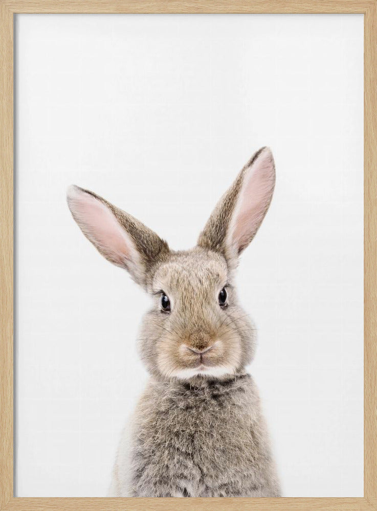 Baby Rabbit | Poster