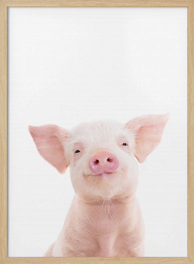 Baby Pig | Poster