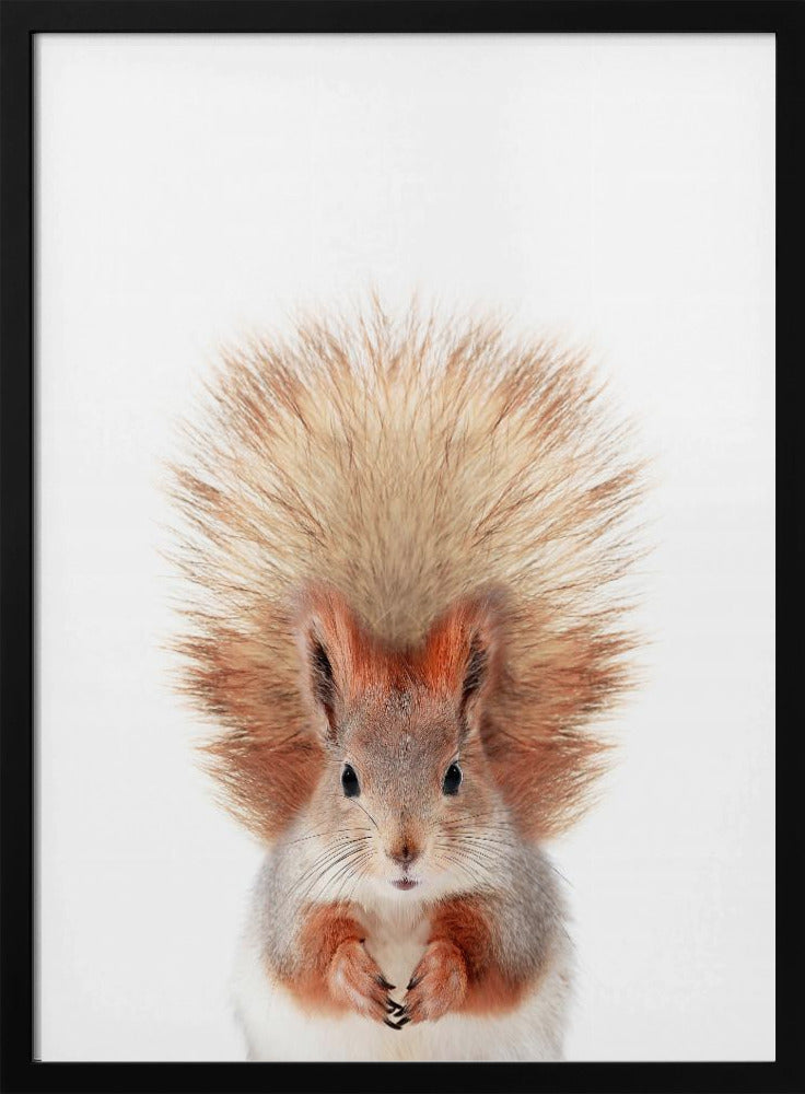 Baby Squirel | Poster