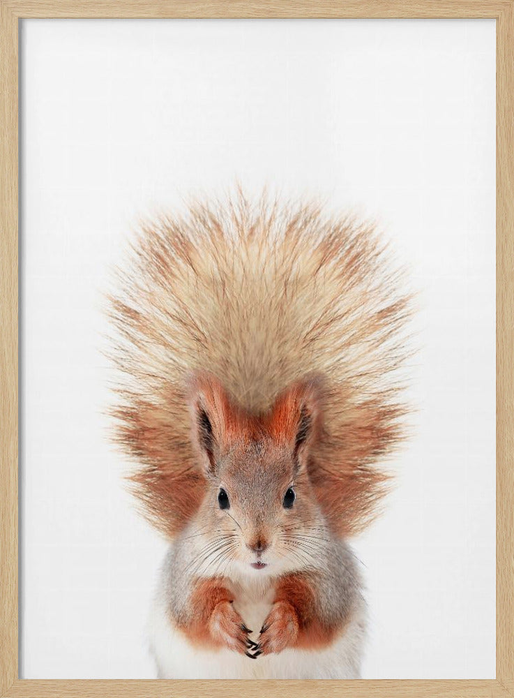 Baby Squirel | Poster