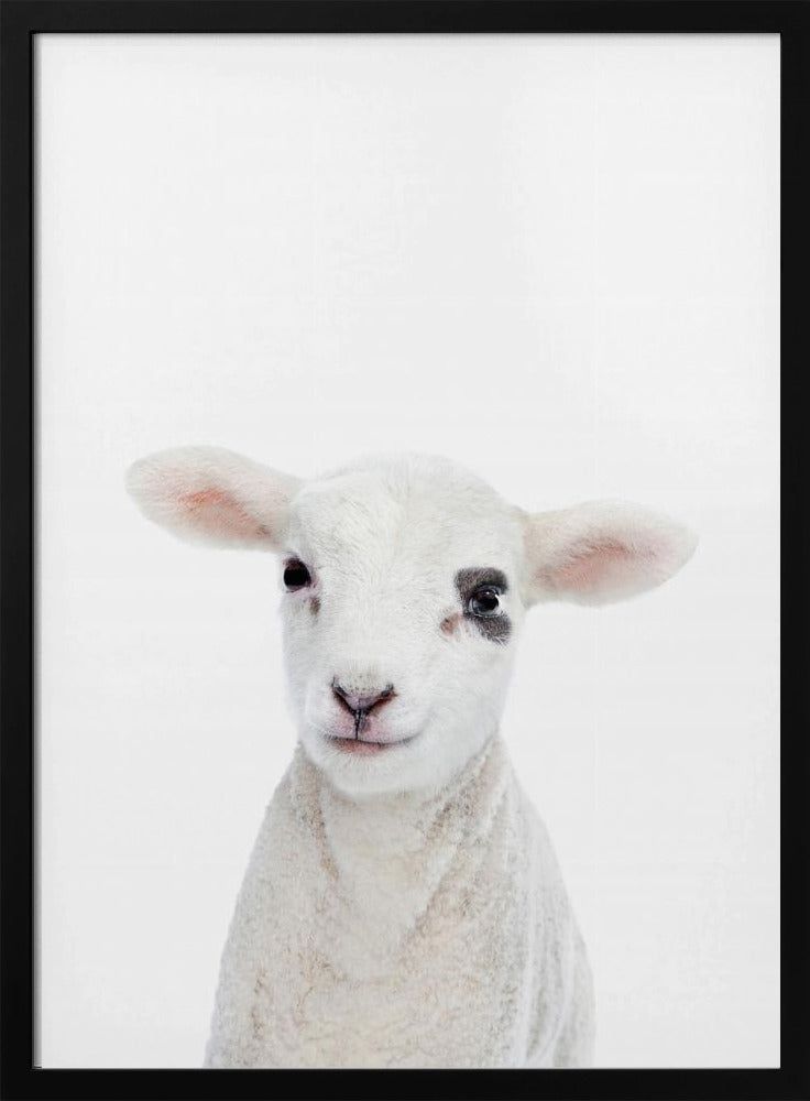 Baby Lamb | Poster