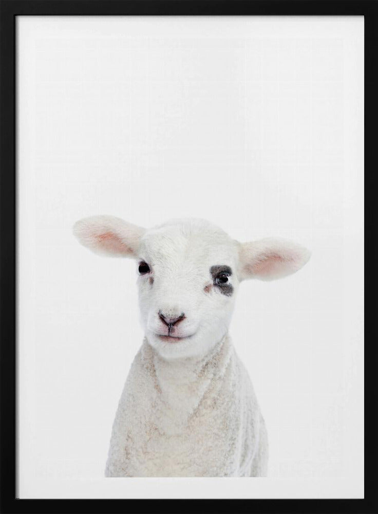 Baby Lamb | Poster