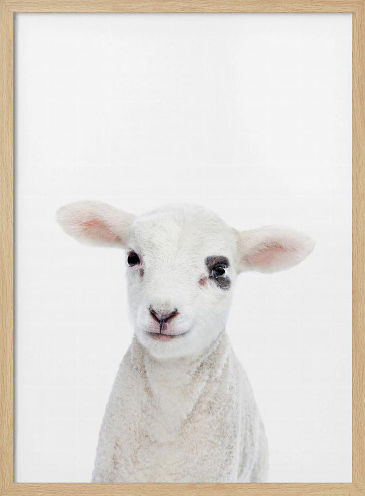 Baby Lamb | Poster