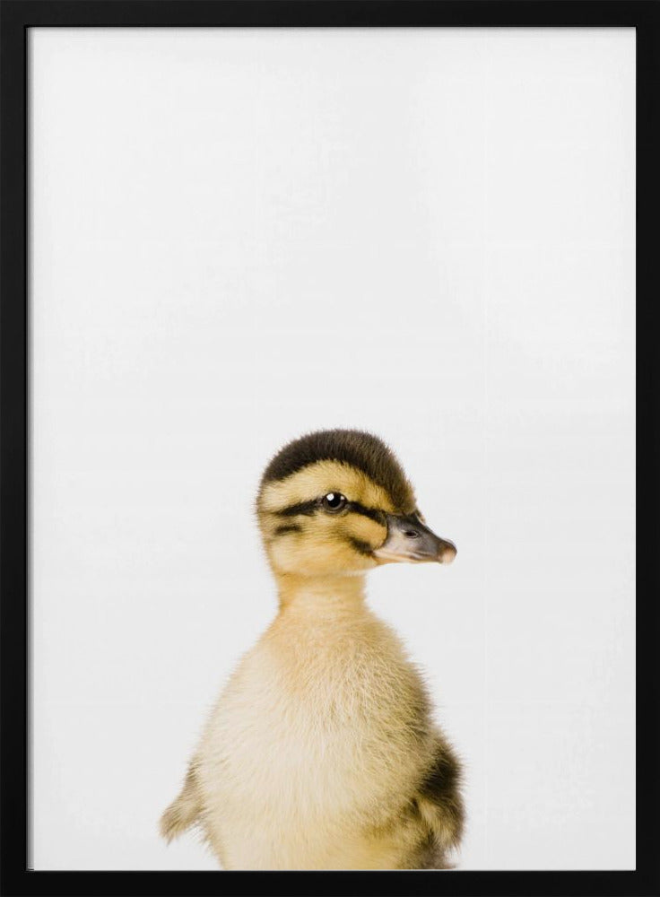 Baby Duck | Poster