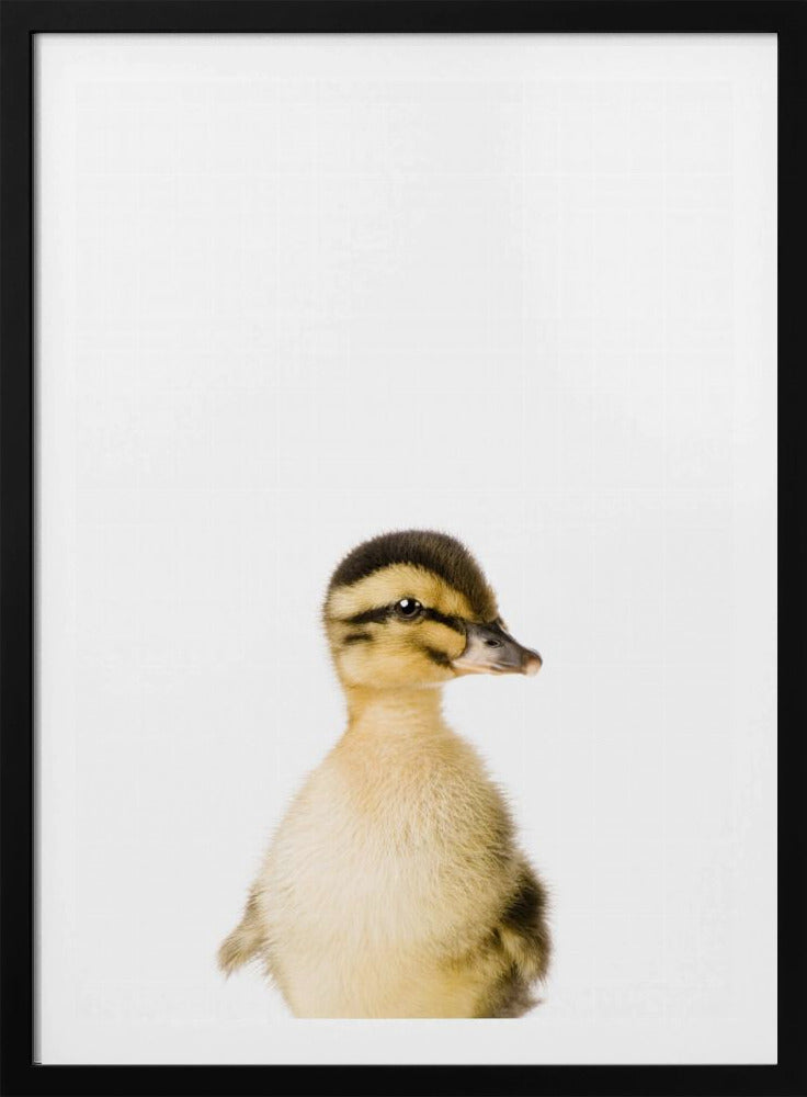 Baby Duck | Poster