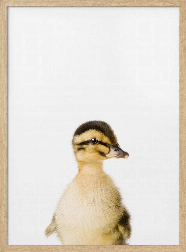 Baby Duck | Poster