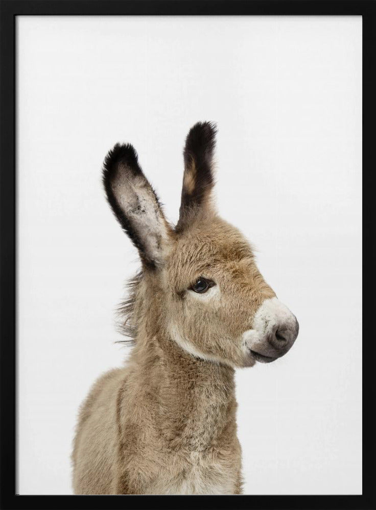 Baby Donkey | Poster