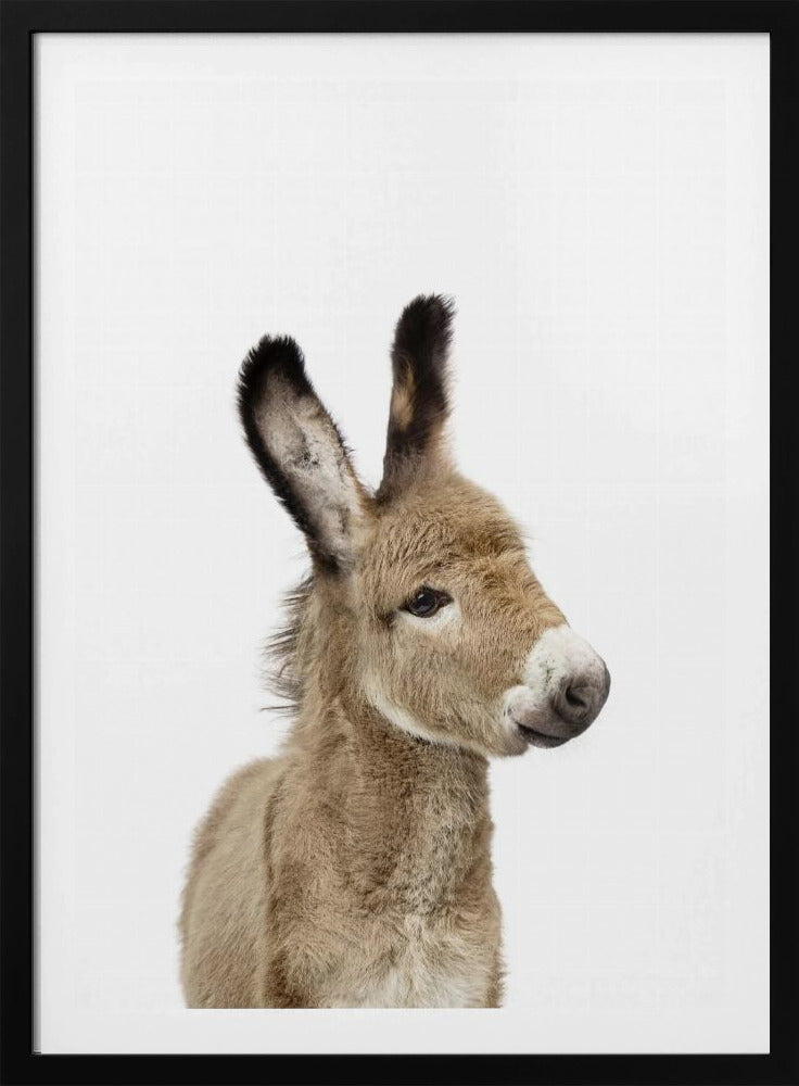 Baby Donkey | Poster