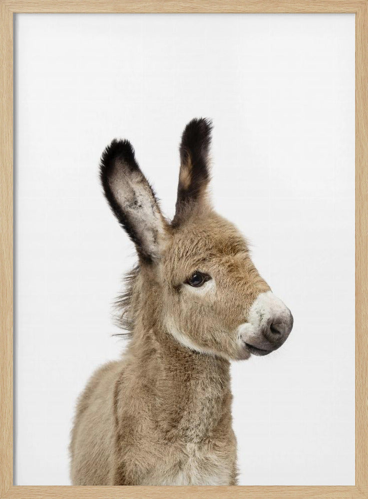 Baby Donkey | Poster