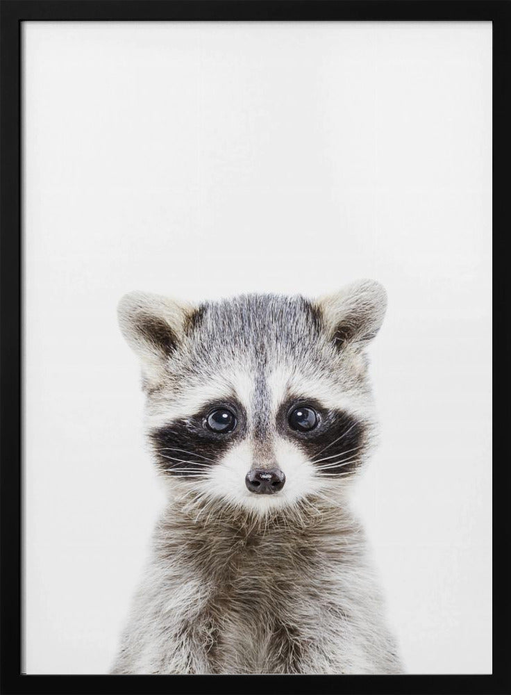 Baby Racoon | Poster