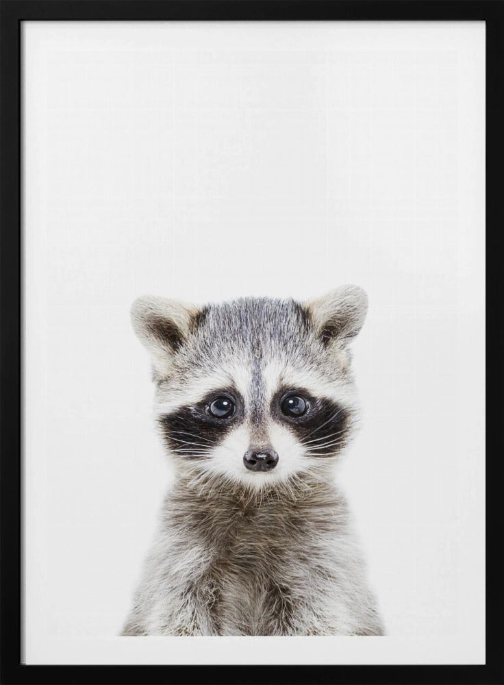 Baby Racoon | Poster