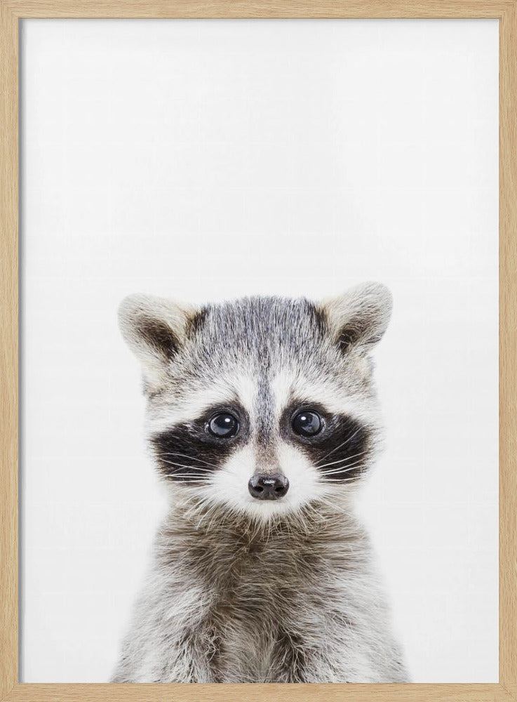 Baby Racoon | Poster
