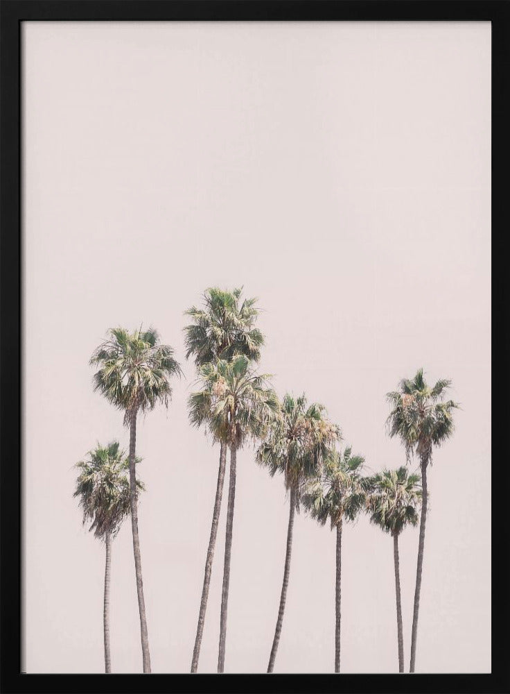 Blush Palms | Poster