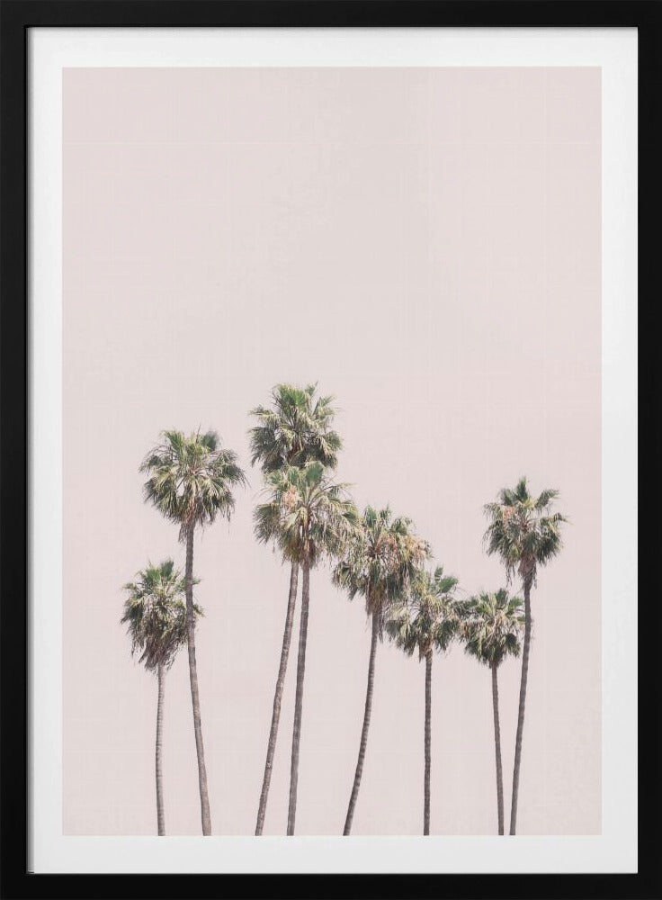 Blush Palms | Poster