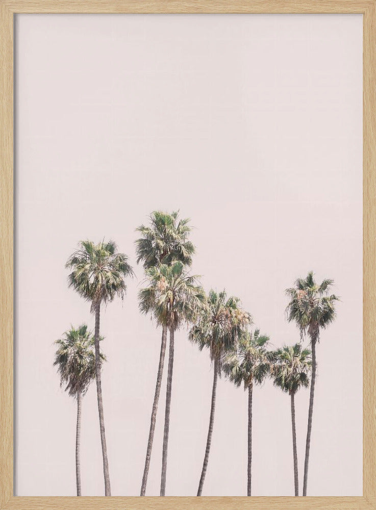 Blush Palms | Poster
