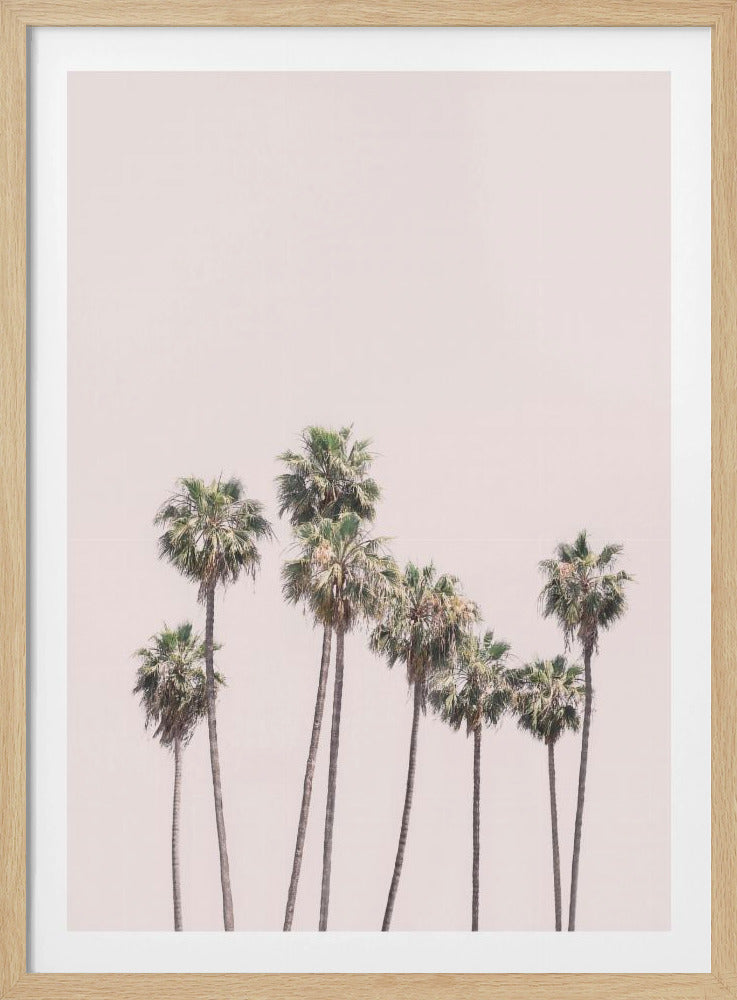 Blush Palms | Poster