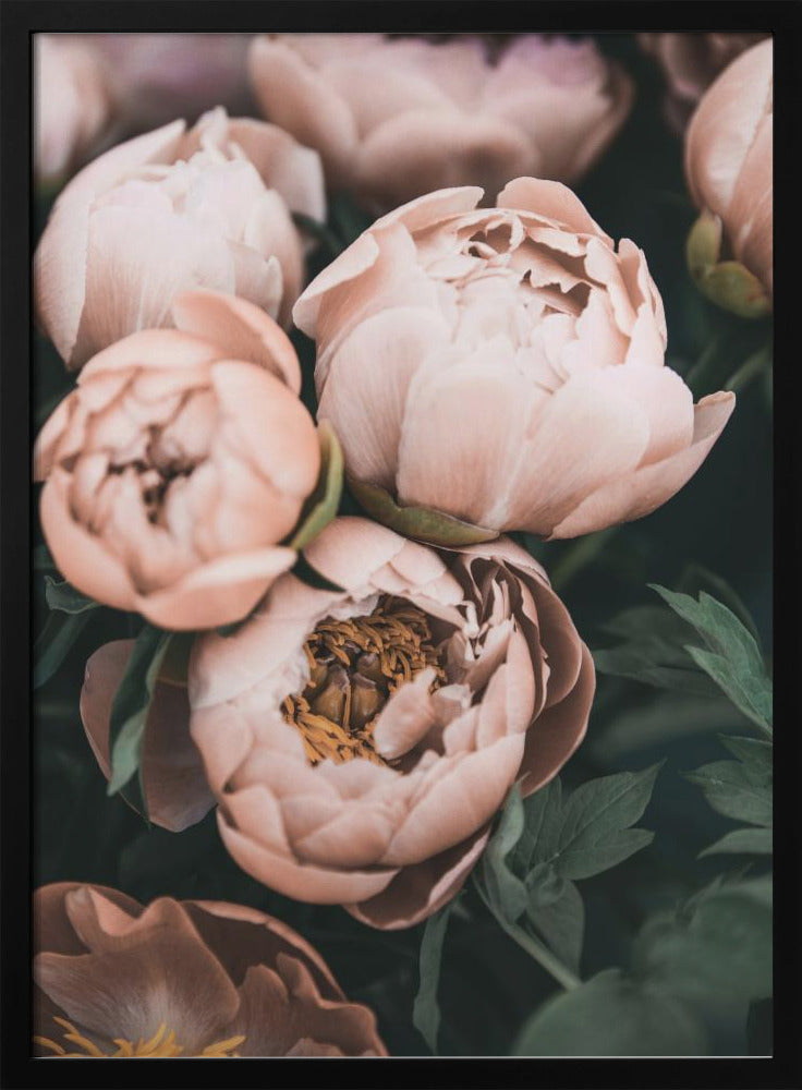 Coral Peonies | Poster