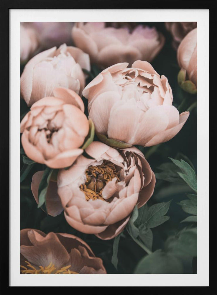 Coral Peonies | Poster